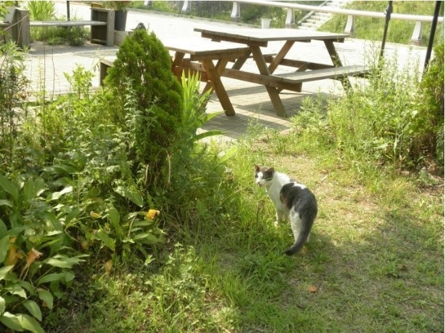 ヘイリの猫