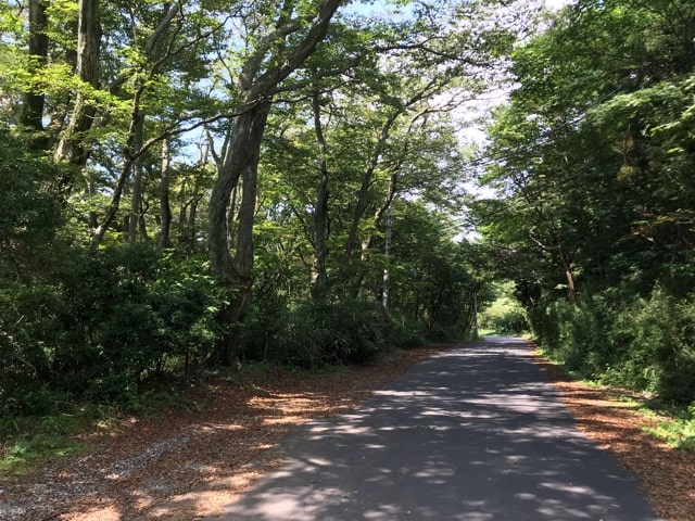 箱根の山道