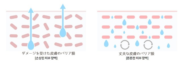 イニスフリー水分クリームのバリア膜
